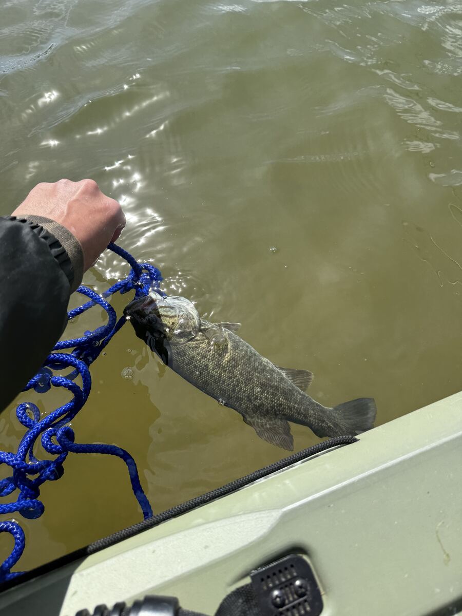 Bass being released back into Dale Hollow Lake