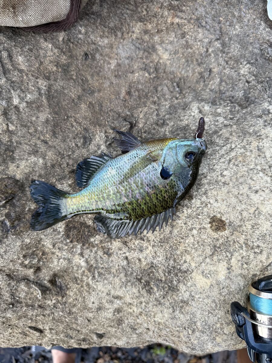 Bluegill caught along the rocks at Dale Hollow Lake