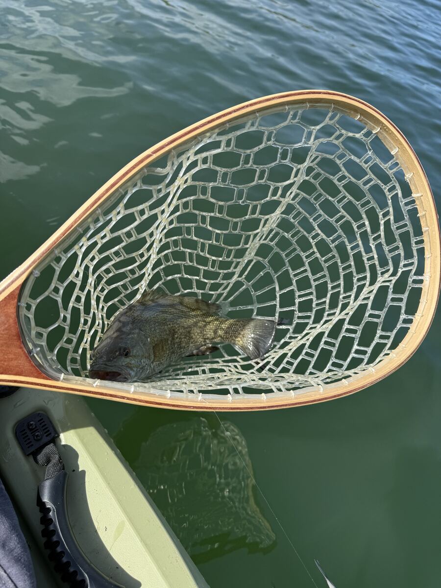 Smallmouth bass in a landing net on Dale Hollow Lake