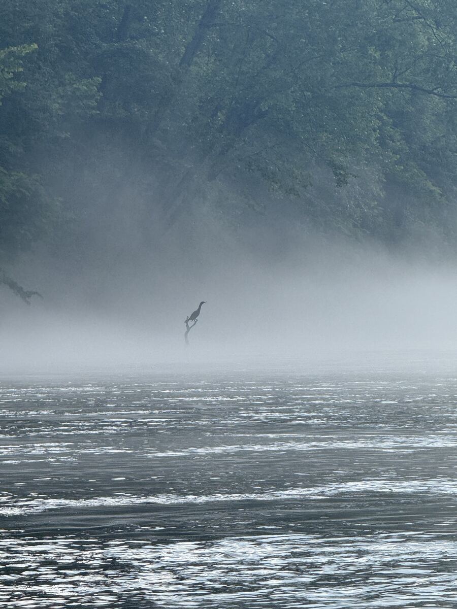 Heron taking flight through morning mist on the Obey River