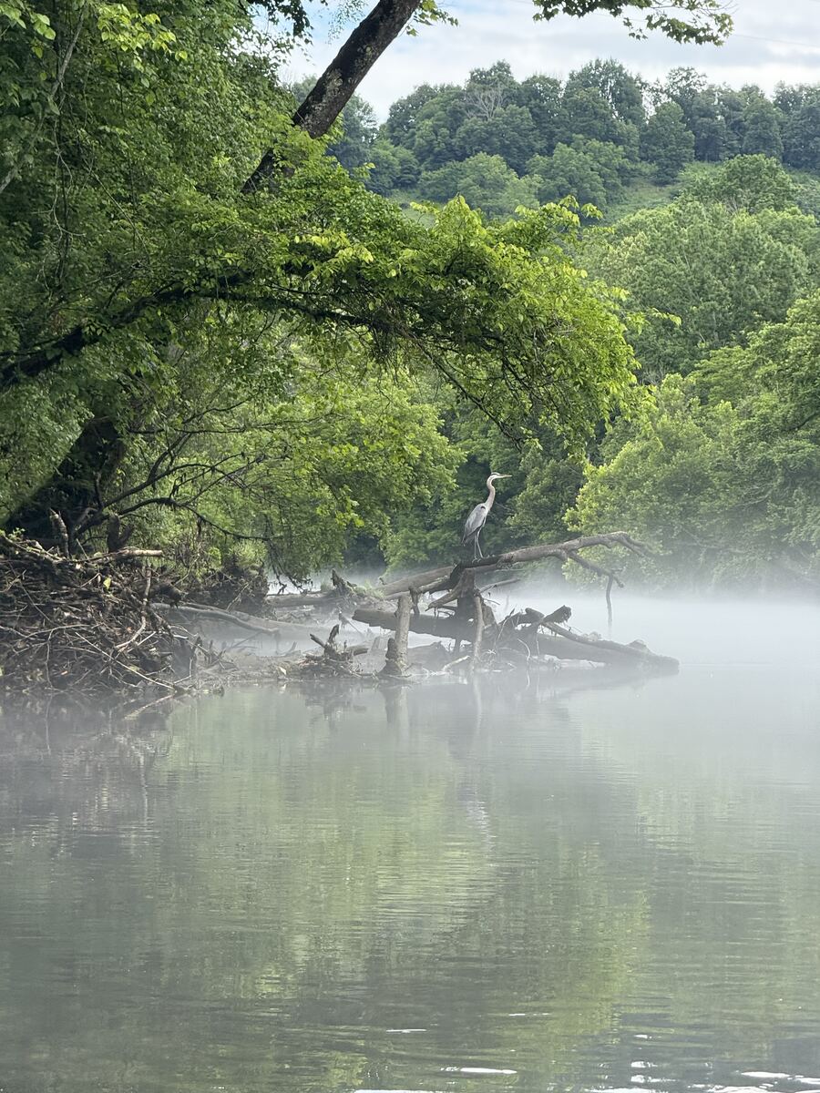Great blue heron on a log in the morning mist on the Obey River
