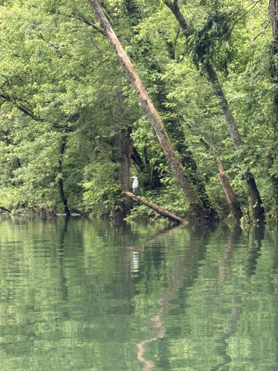 Heron perched over the water on the Obey River