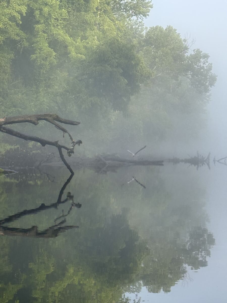 Misty morning over Dale Hollow Lake with birds in flight