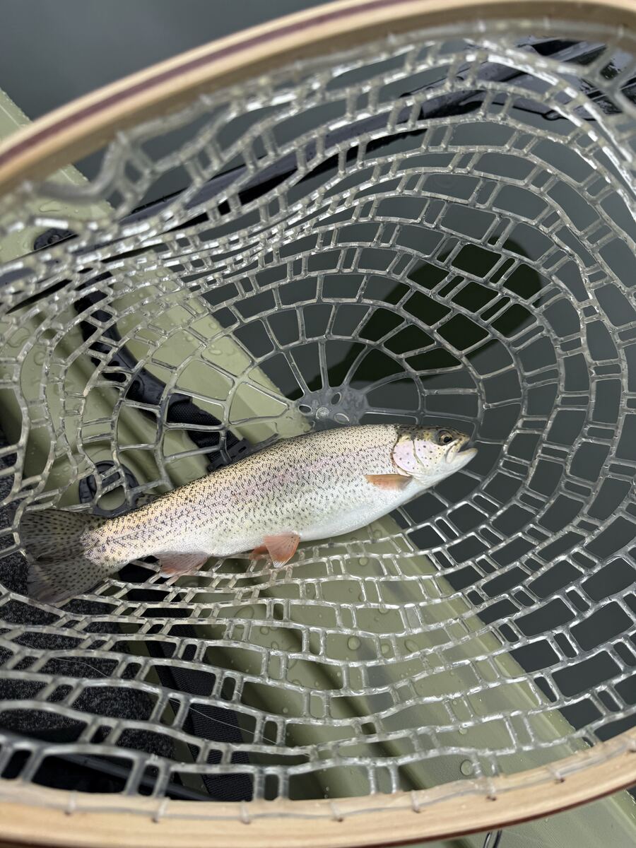 Trout in a landing net on Dale Hollow Lake