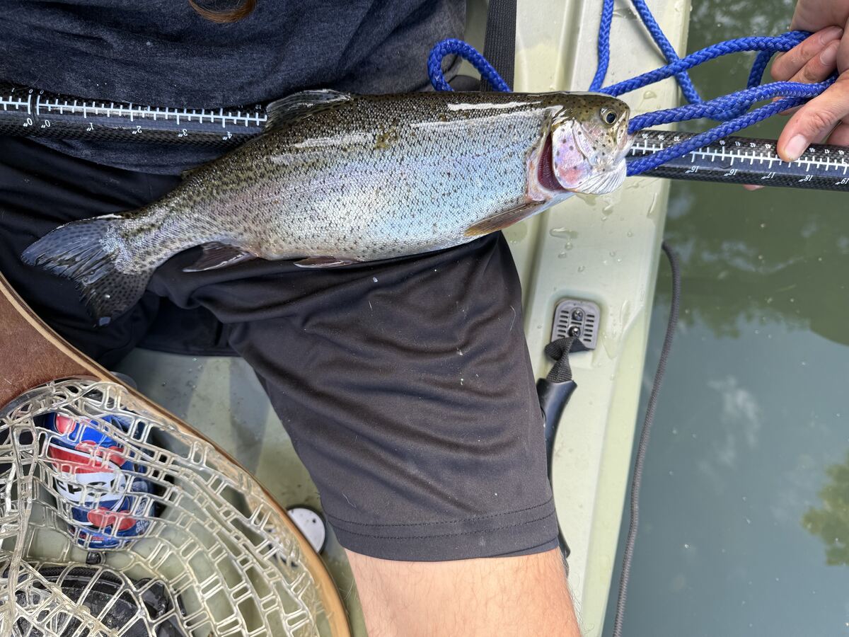 Rainbow trout held up on a stringer rope